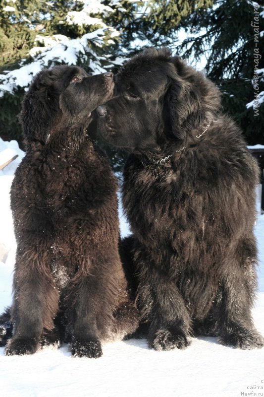 Фотография № 220623