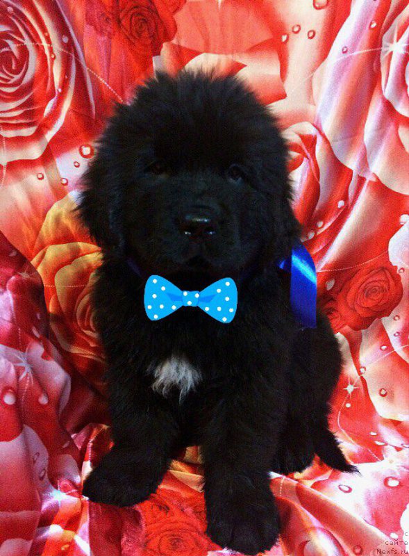 Фото: ньюфаундленд Петер-Беар Наследник Эмира (Peter-Bear Naslednik Emira)