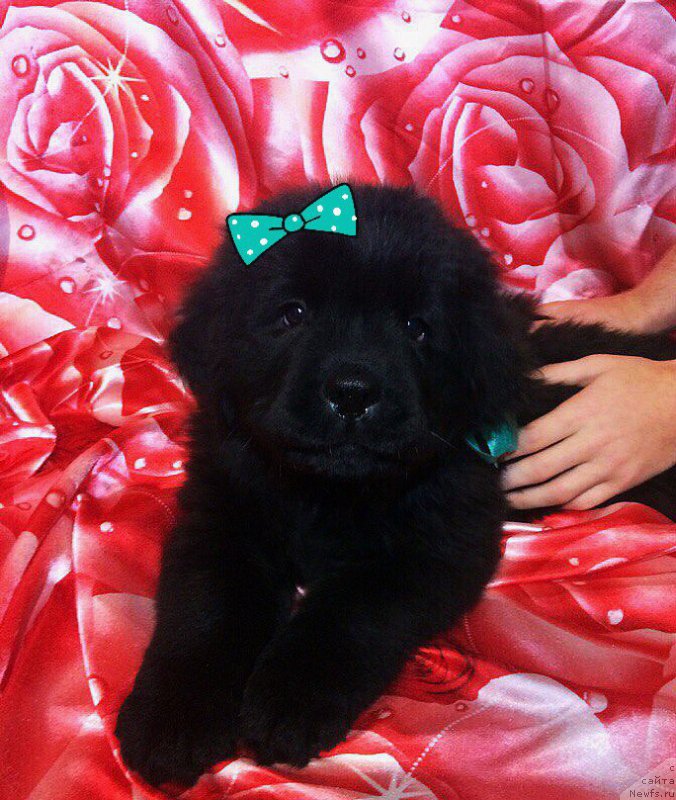 Фото: ньюфаундленд Петер-Беар Неудержимая Волна