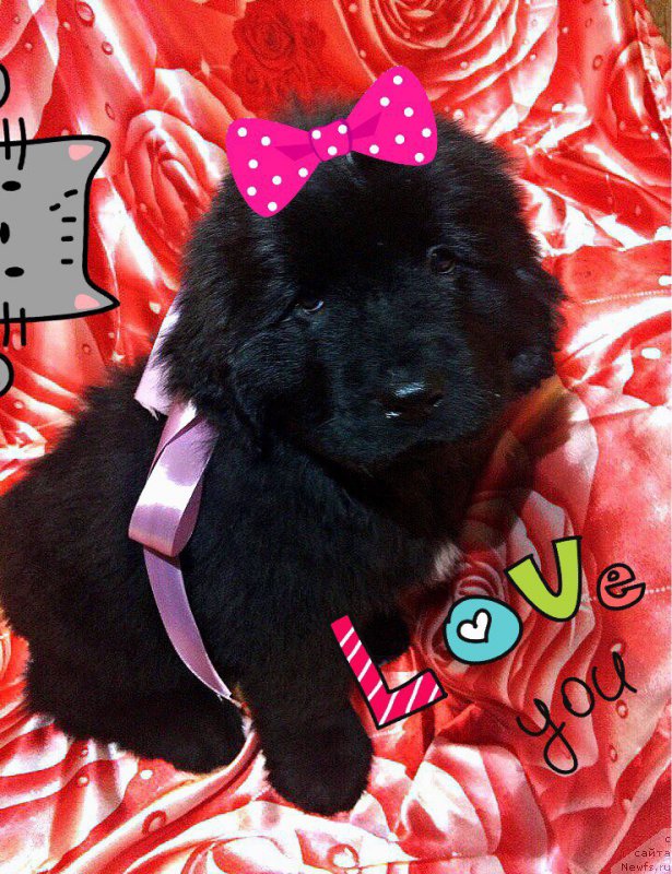 Фото: ньюфаундленд Петер-Беар Ночная Красавица