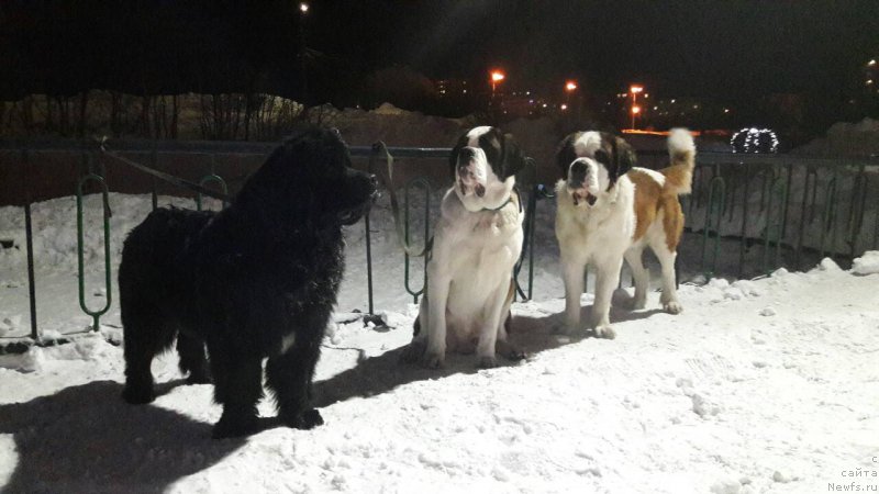 Фото: ньюфаундленд Белкондер-Клаб Ямайка Блю Маунтин (Belkonder-Club Jamaica Blue Mountin)