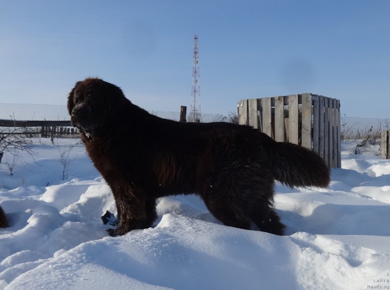 Фото: ньюфаундленд Ньюфорт Ворожея