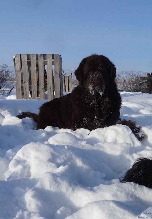 Фото: ньюфаундленд Ньюфорт Ворожея