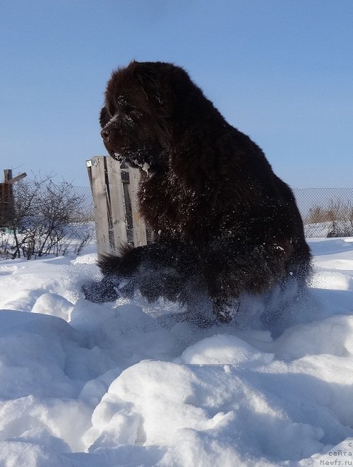 Фото: ньюфаундленд Ньюфорт Ворожея