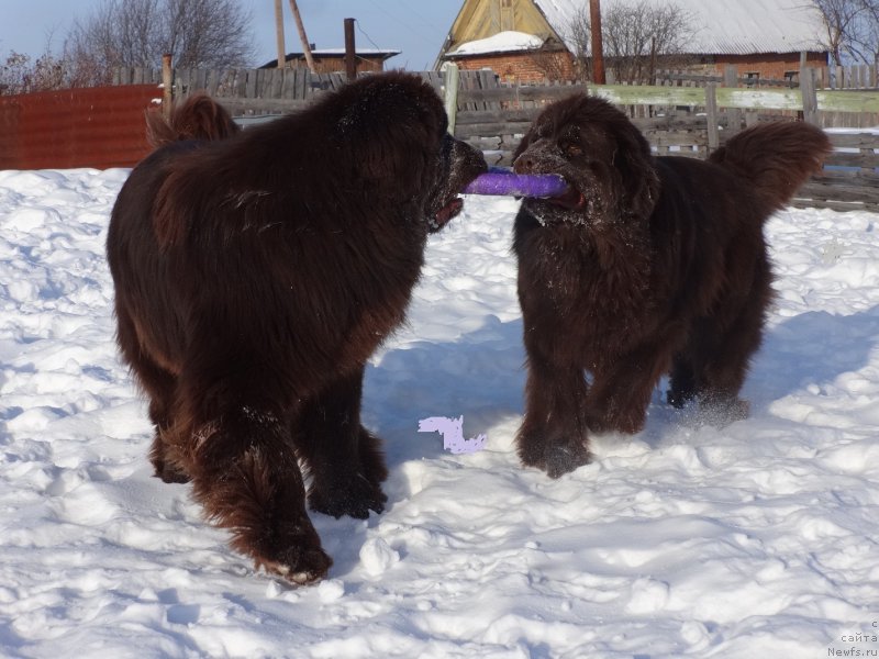 Фото: ньюфаундленд Фанньюф Авалон (Funnewf Avalon), ньюфаундленд Ньюфорт Ворожея