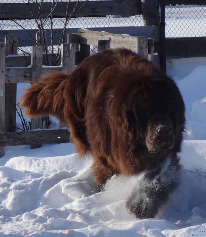 Фото: ньюфаундленд Фанньюф Авалон (Funnewf Avalon)