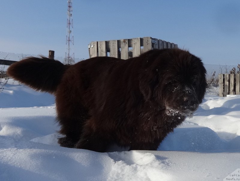 Фото: ньюфаундленд Ньюфорт Ворожея