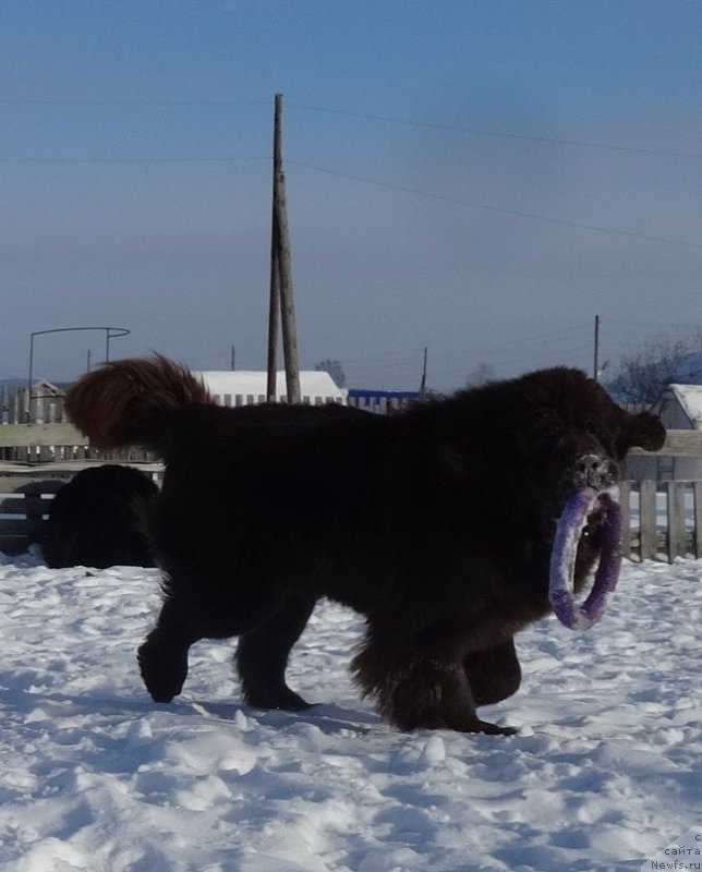 Фото: ньюфаундленд Фанньюф Авалон (Funnewf Avalon)