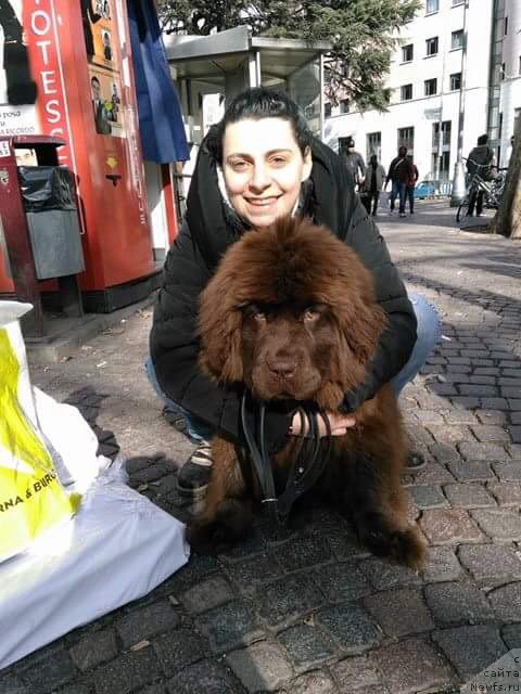 Фото: ньюфаундленд Браунблад МСК Аванти Дарлинг Кид (Brownblood MSK Avanti Darling Kid)