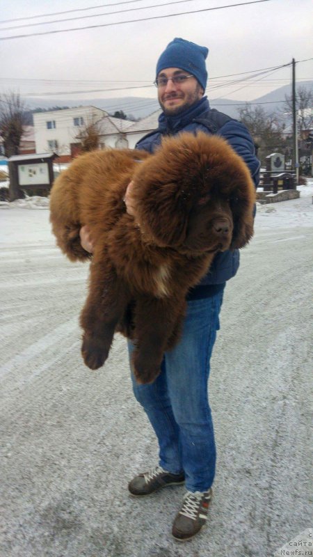 Фото: ньюфаундленд Браунблад МСК Аназер Лав Тендер Эбони (Brownblood MSK Another Love Tender Ebony)