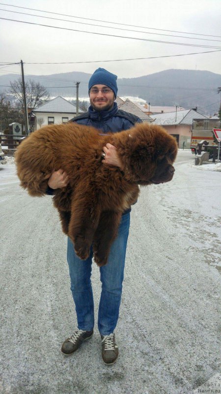 Фото: ньюфаундленд Браунблад МСК Аназер Лав Тендер Эбони (Brownblood MSK Another Love Tender Ebony)