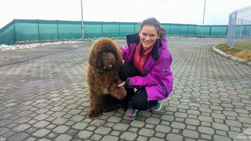 Фото: ньюфаундленд Браунблад МСК Аназер Лав Тендер Эбони (Brownblood MSK Another Love Tender Ebony)