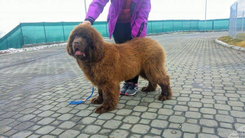 Фото: ньюфаундленд Браунблад МСК Аназер Лав Тендер Эбони (Brownblood MSK Another Love Tender Ebony)