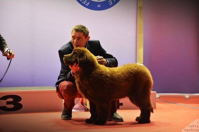 Фото: ньюфаундленд Браунблад МСК Армата Лойар Аид (Brownblood MSK Armata Loyar Aid)