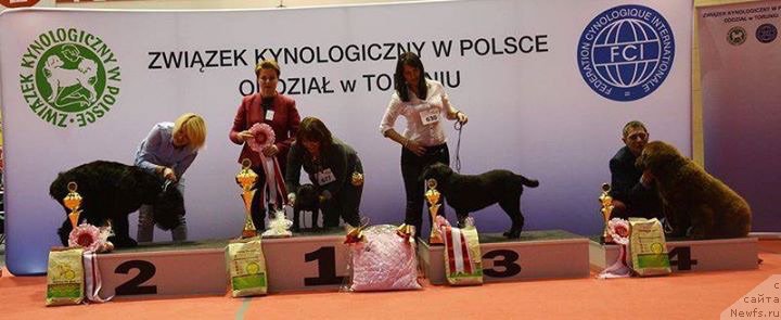 Фото: ньюфаундленд Браунблад МСК Армата Лойар Аид (Brownblood MSK Armata Loyar Aid)