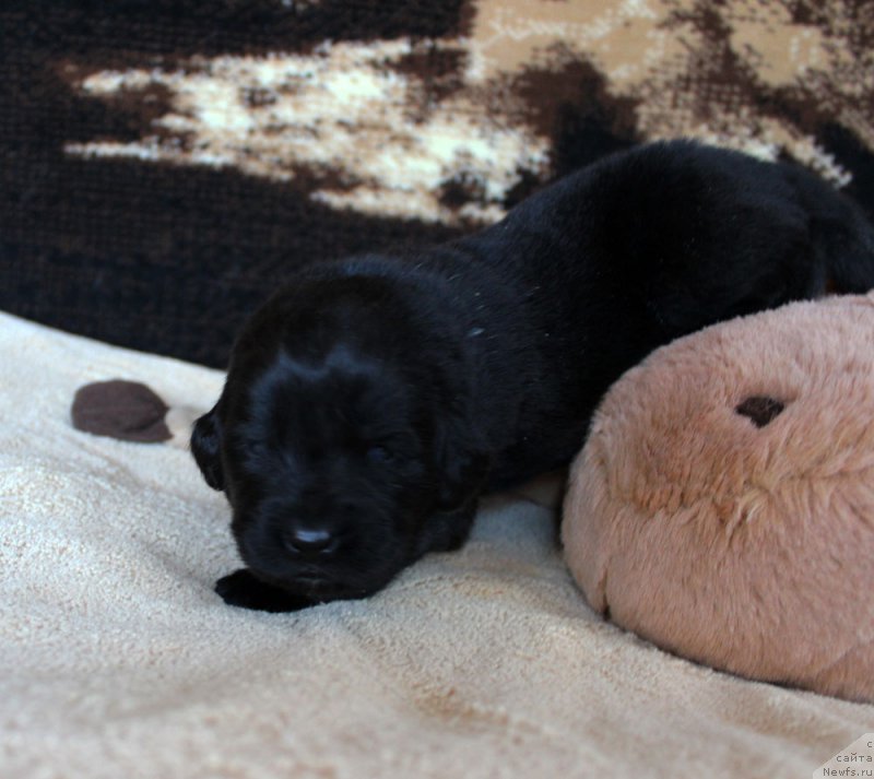 Фото: ньюфаундленд Браунблад МСК Ламберт Амир (Brownblood MSK Lambert Amir)