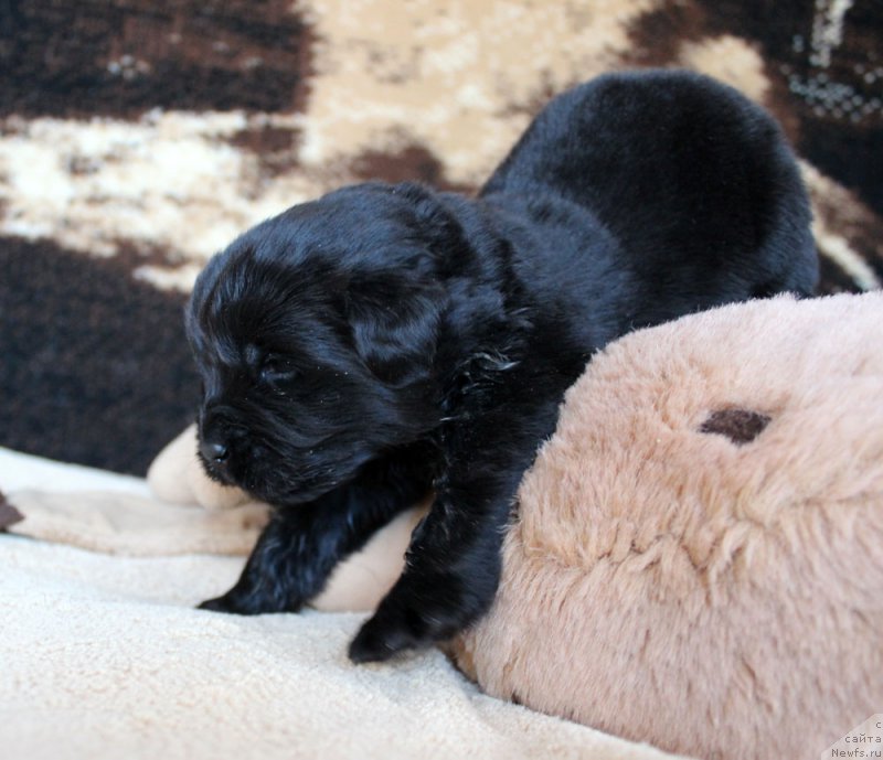 Фотография № 220663