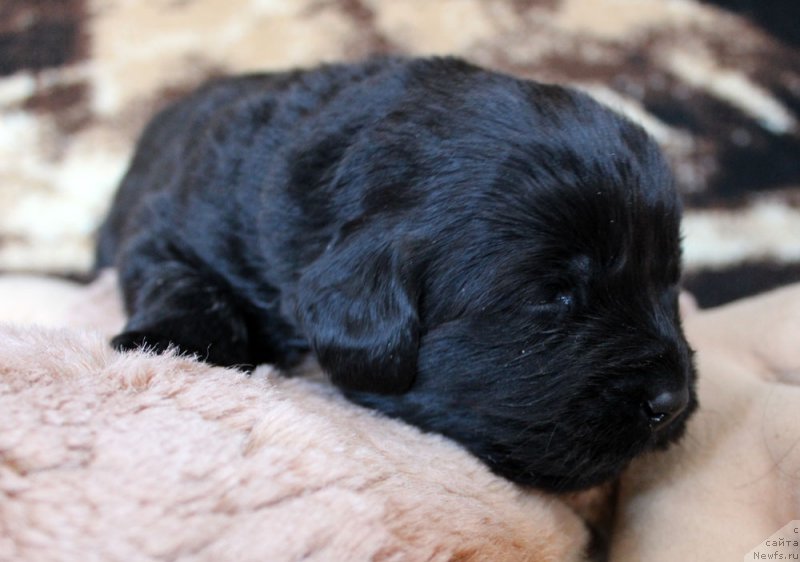 Фото: ньюфаундленд Браунблад MCК Лави Нэман (Brownblood MSK Lavy Neman)