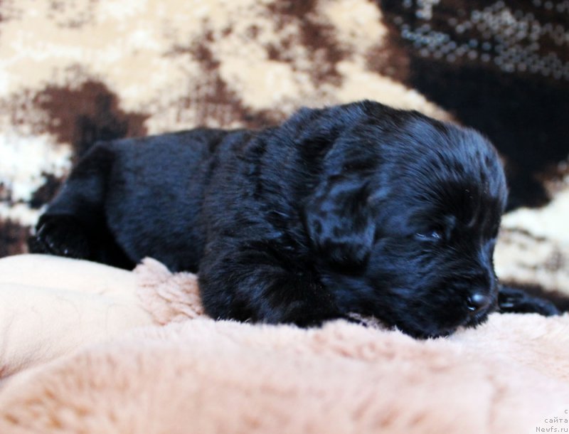 Фотография № 220665