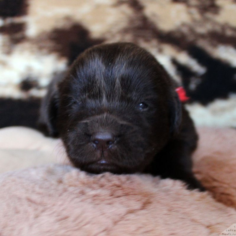 Фотография № 220666