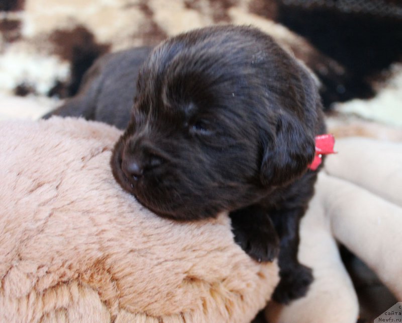 Фотография № 220668