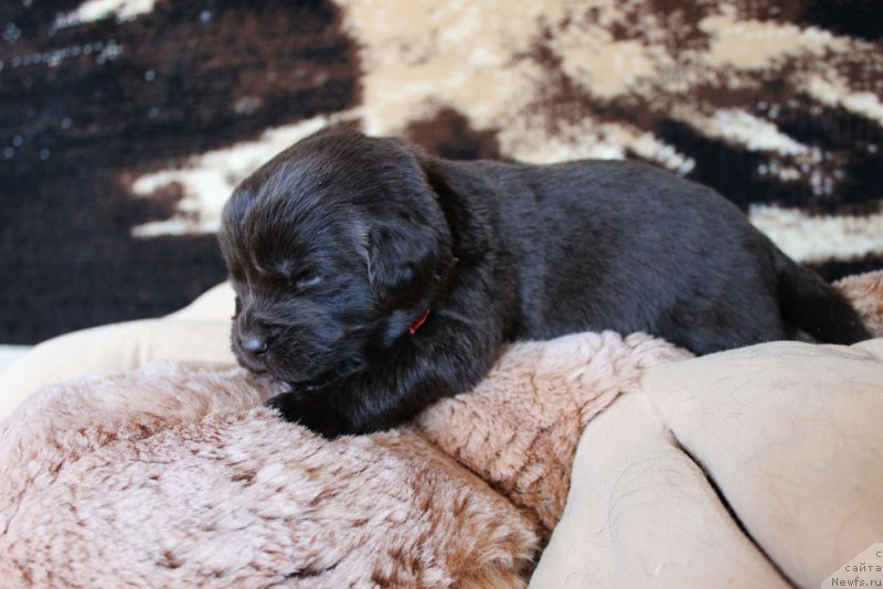 Фотография № 220669