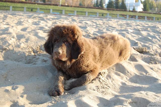 Фото: ньюфаундленд Конфуций