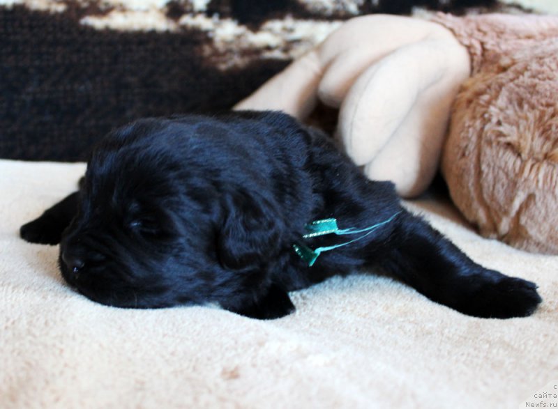 Фото: ньюфаундленд Браунблад MCК Лэджендари Норс (Brownblood MSK Lagendary North)