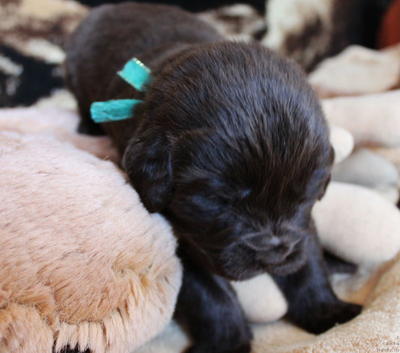 Фотография № 220674