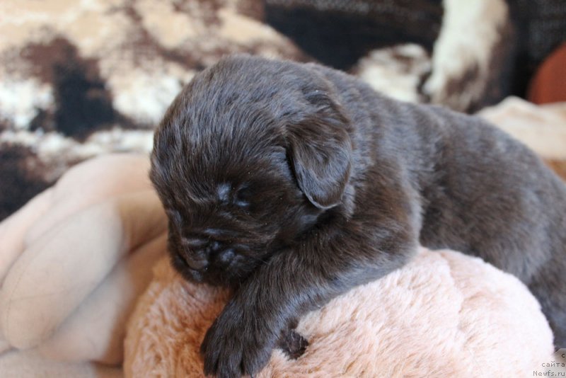 Фотография № 220675