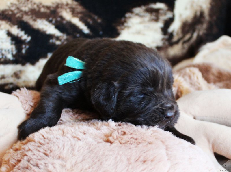 Фотография № 220676