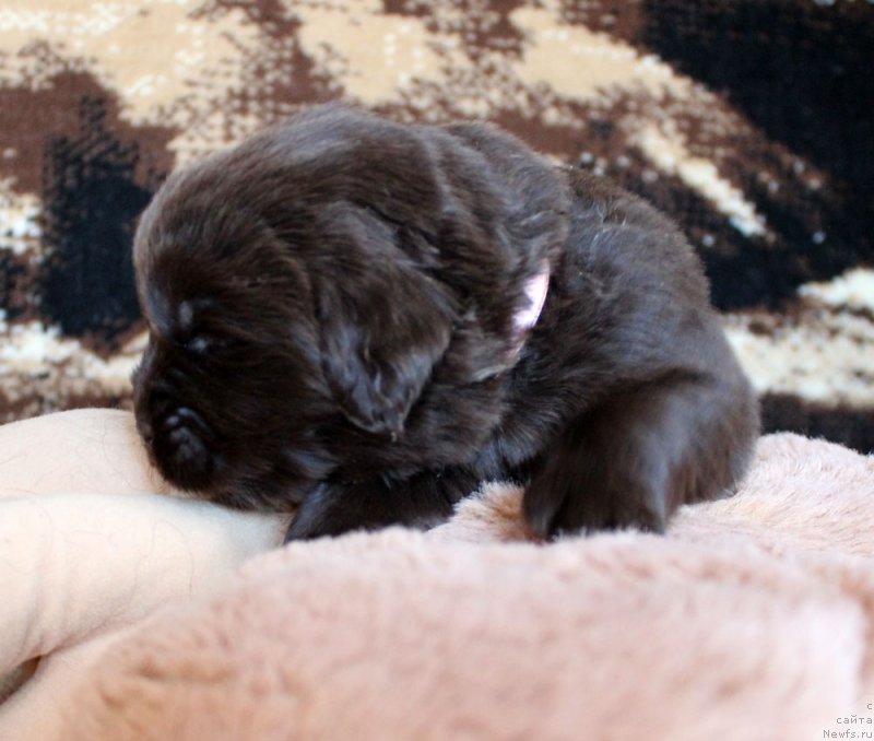 Фотография № 220679