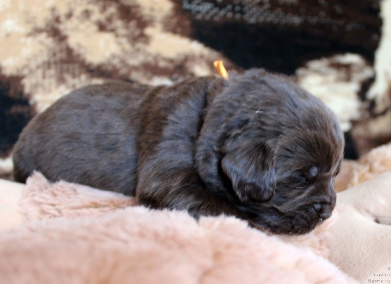 Фотография № 220683