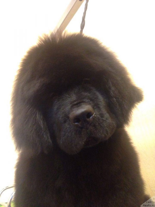 Фото: ньюфаундленд Ньюфорт из Пены Морской Афродита (Njufort iz Peni Morskoy Afrodita)