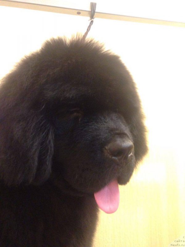 Фотография № 220689