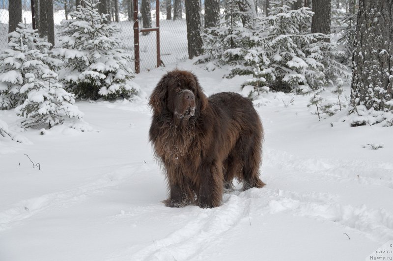 Фото: ньюфаундленд I Follow The Sun de L'Etoile de Cyrice