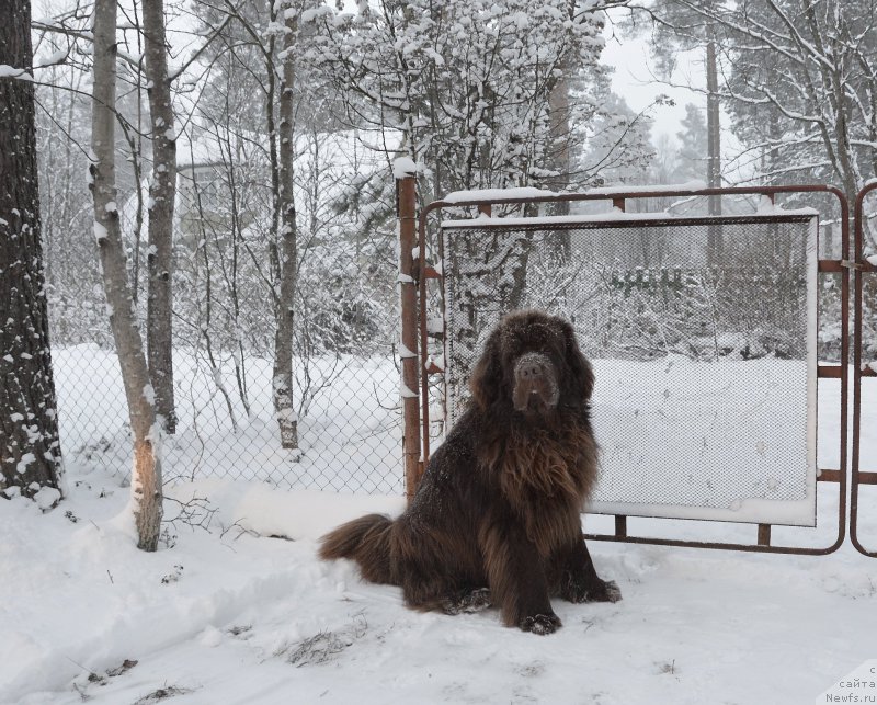 Фото: ньюфаундленд I Follow The Sun de L'Etoile de Cyrice