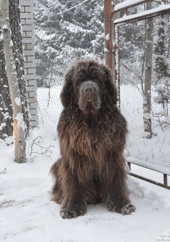 Фото: ньюфаундленд I Follow The Sun de L'Etoile de Cyrice