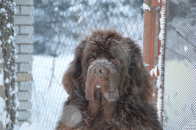 Фото: ньюфаундленд I Follow The Sun de L'Etoile de Cyrice