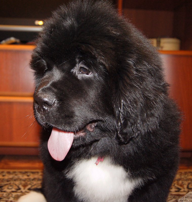 Фотография № 220700