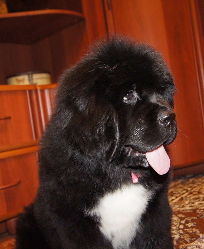 Фотография № 220702