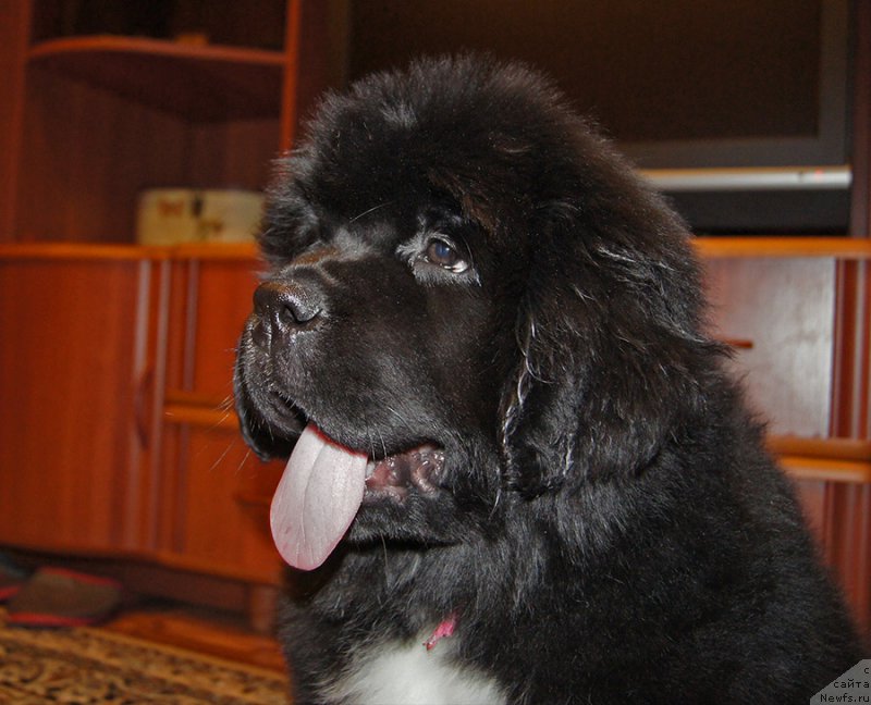 Фотография № 220703