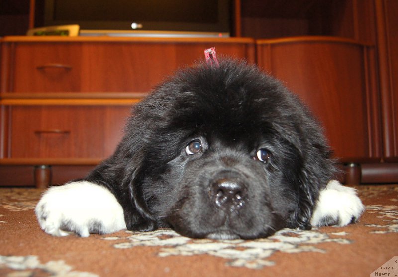 Фотография № 220704