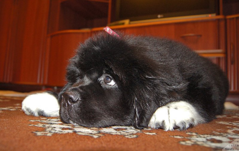 Фотография № 220705