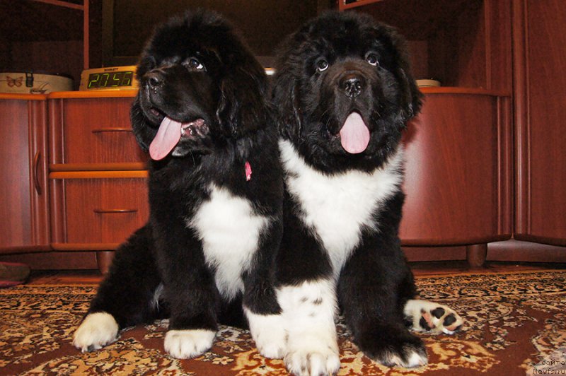 Фотография № 220706