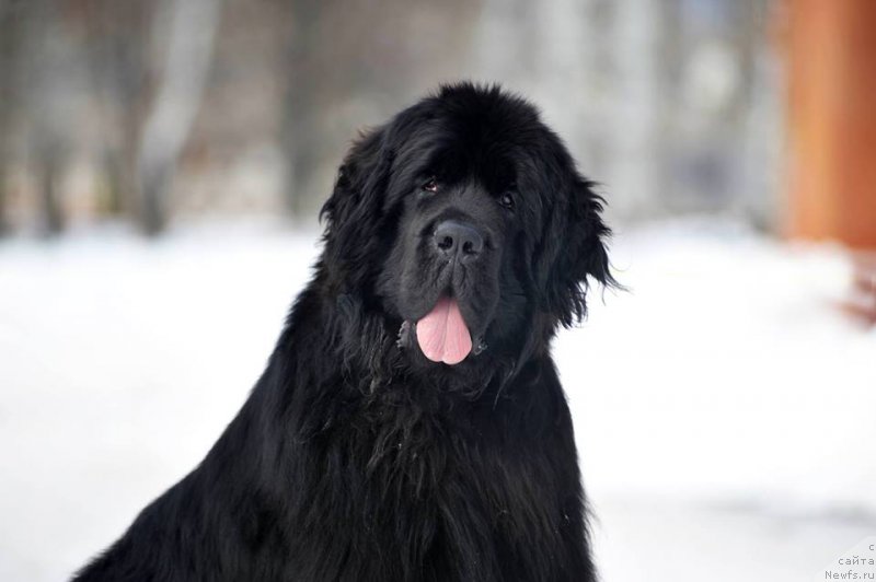 Фото: ньюфаундленд Эвенинг виз Ю