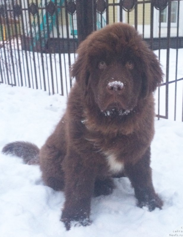 Фото: ньюфаундленд Браунблад МСК Ауди Рэд Лэсс (Brownblood MSK Audi Red Less)