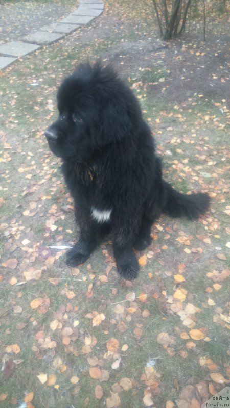 Фото: ньюфаундленд Ньюфорт Зодиак