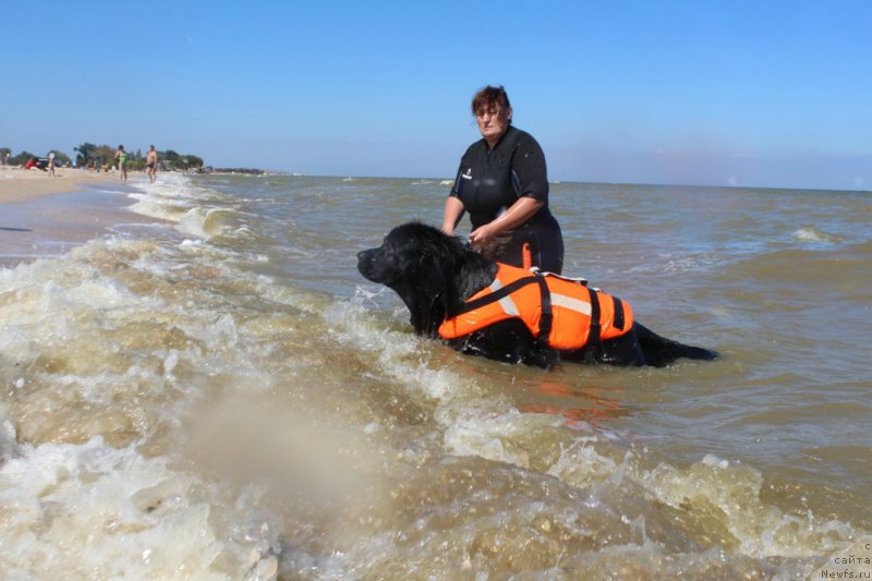 Фото: ньюфаундленд Dolce Vita Laskovyi Gigant, Татьяна Кирдяшева