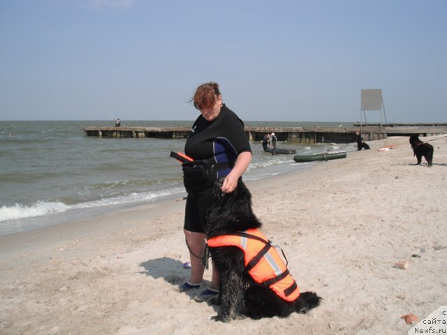 Фото: ньюфаундленд Dolce Vita Laskovyi Gigant, Татьяна Кирдяшева